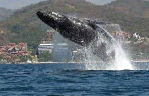 Ixtapa Zihuatanejo Whale Watching - Photo 2