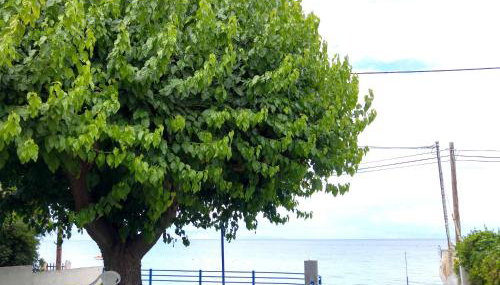 Papadogiannopoulos House - Foto 5, Garden