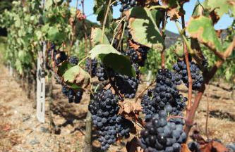 Agriturismo Le Sughere - Foto 25