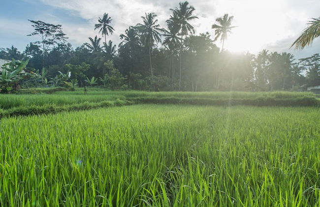 Ubud Luwih Villa - Foto 61