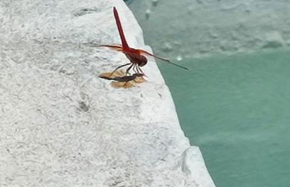 Cortijo AguaChá - Foto 31