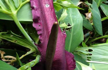 Creativ hause - Foto 18