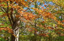 Encanto en el Moncayo - Photo 50