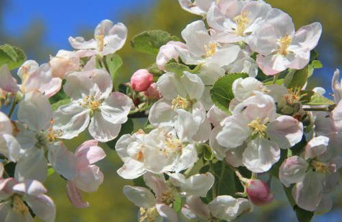 Apfelscheune Cannewitz - Foto 61