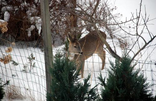 Natura Apartamenty - Foto 62