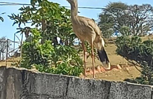 Chácara Cantinho dos Sonhos - Photo 34