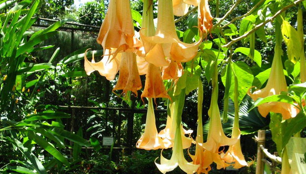 Visita al centro del águila monera de Filipinas y al Malagos Resort - Foto 4