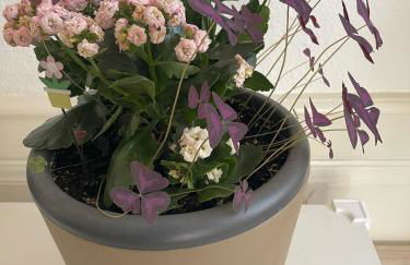 königsnachbar - Foto 21