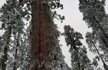Cozy Mountain Cabin Yosemite Dodge Ridge Ski - Foto 45