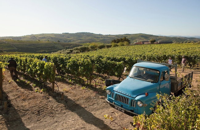 QUINTA DA FAISCA - Agro Turismo - Foto 24