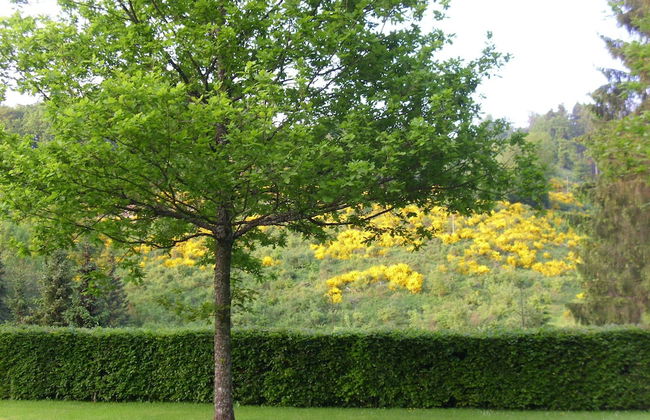 Charming Apartment With Balcony, Garden, BBQ, Parking, Heating - Foto 23