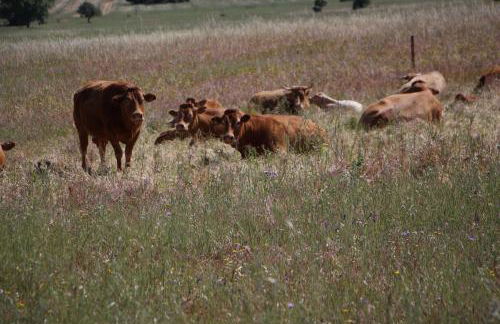 Monte Da Azarujinha - Foto 19