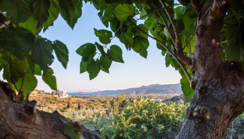 Ktima Asteria - Foto 2