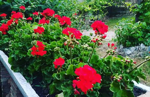 Cabañas los Pinos Arroyo Frio - Foto 66