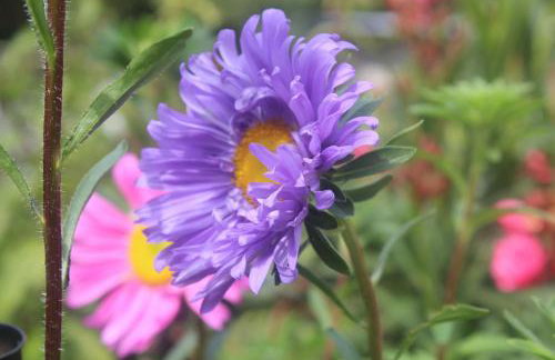 Walnußhof - Foto 74