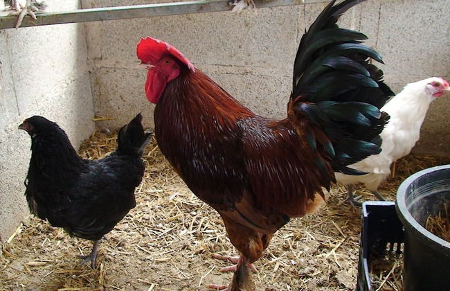 Hort de Mao El Rebost - Foto 23