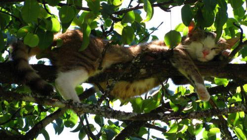 Ferienhof Rohrbachhof - Foto 3