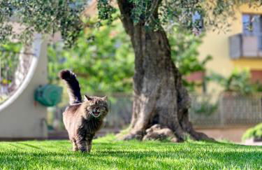 Appartamenti Villa Sonia - Foto 36