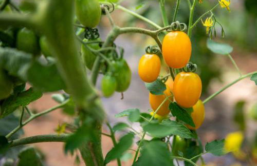 Agriturismo La Fucina - Foto 56