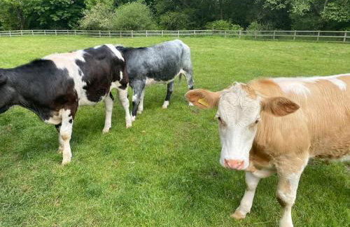 Coach House St Wenn - Foto 16