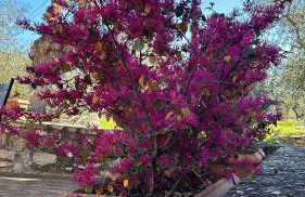 BORGO A MONTI di Sotto - Foto 57