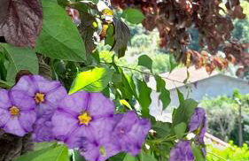 Miguas House - Foto 31