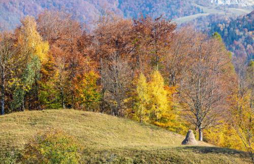 Zielona Granica - Foto 18