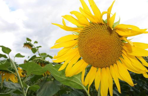 Maison au charme champêtre - Monlaur-Bernet - Photo 60