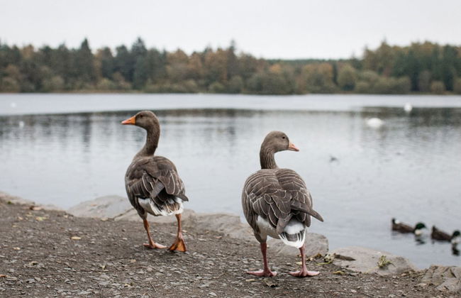 Bay Tree Cottage - Foto 45