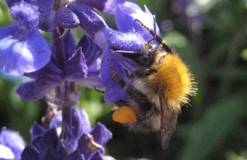 Dependance Ferienhäuser am Kastavensee - Photo 23