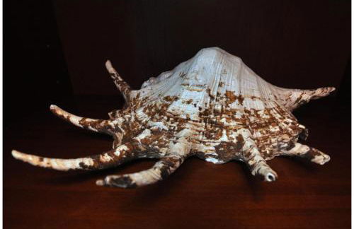 Apartamentos Capitolina - Foto 41