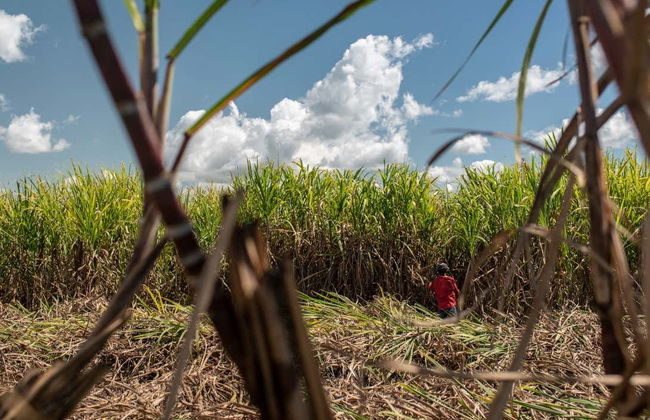 Tour en buggy o quad por los campos de azúcar - Foto 4