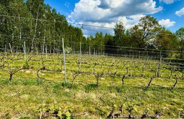 Apartamenty i Winnica - Siedlisko Na Polanie - Foto 67