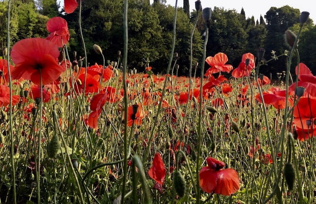 Solimago Dimora Storica - Foto 63