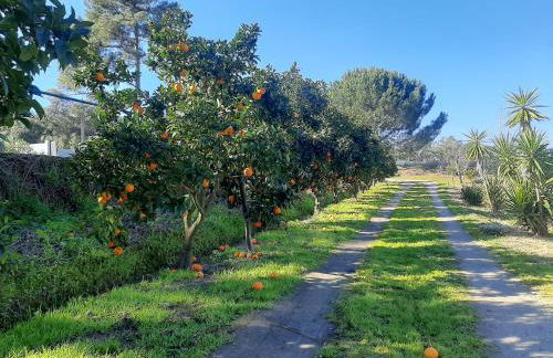 Monte das Laranjeiras - Foto 12