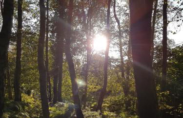 Sonnenstrahl im Küstenwald - Foto 21