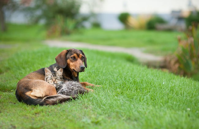 Country House Stara Kapela - Foto 49