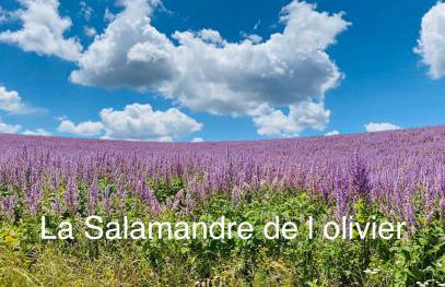 La Salamandre de l Olivier - le Palmier - Foto 27