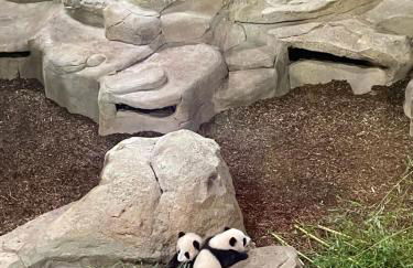 Les oiseaux du paradis - Foto 21