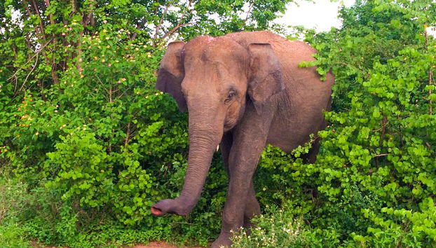 Parc National d'Udawalawe - Photo 4