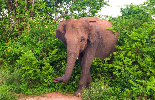 Parc National d'Udawalawe - Photo 4