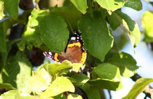 Forsthof Niendorf - Foto 58