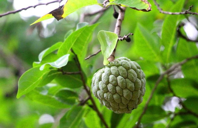 Beddegama Eco - Photo 43