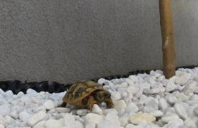 Duplex house Angela with private heated pool - Photo 45