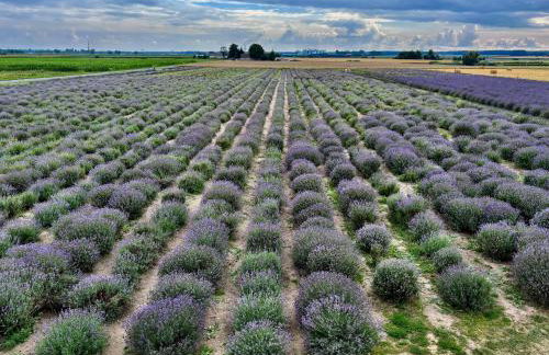 Apartament Lawendowe Zdroje - Foto 9