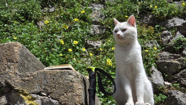 Trekking sul Sentiero dei Limoni - Foto 5, Un simpatico compagno di viaggio