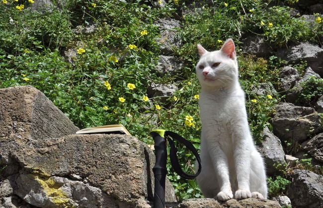 Trekking sul Sentiero dei Limoni - Foto 7