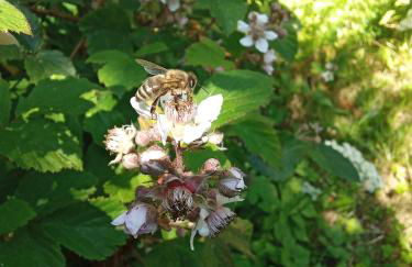 Ferienhaus Fuchs&Hase - Foto 27