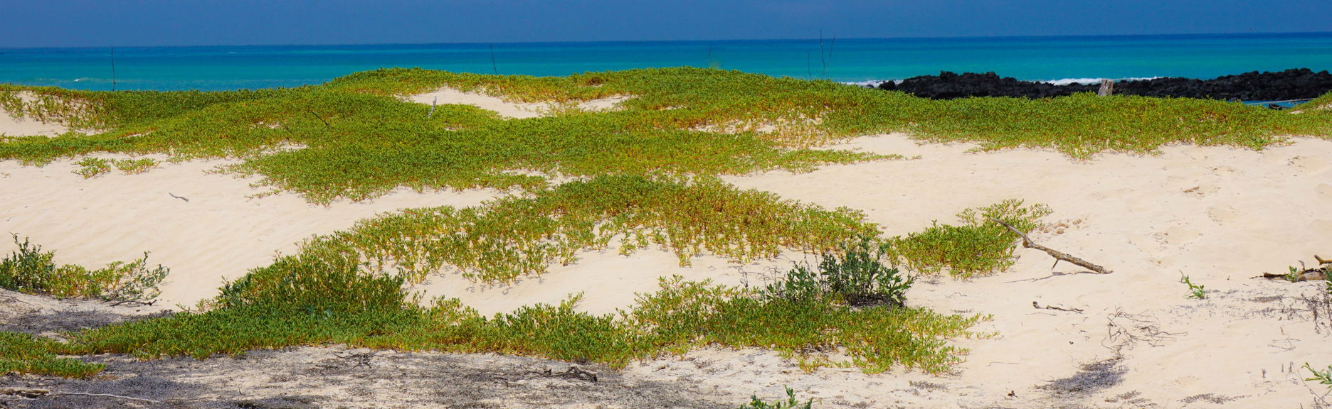 Cerro Mesa & Garrapatero Beach Tour - Foto 1