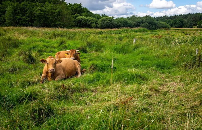 4 Person Holiday Home in Ans By - Foto 16